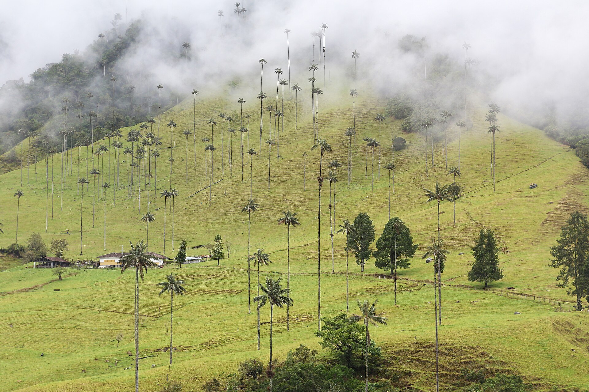 Valle de Cocora y Salento